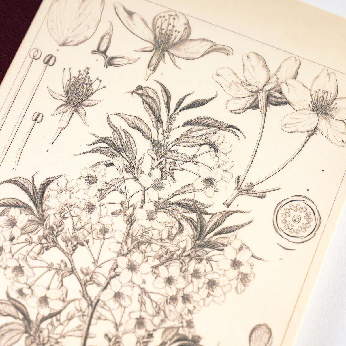 Hobonichi Tomitaro Makino Yamazakura Graph Notebook